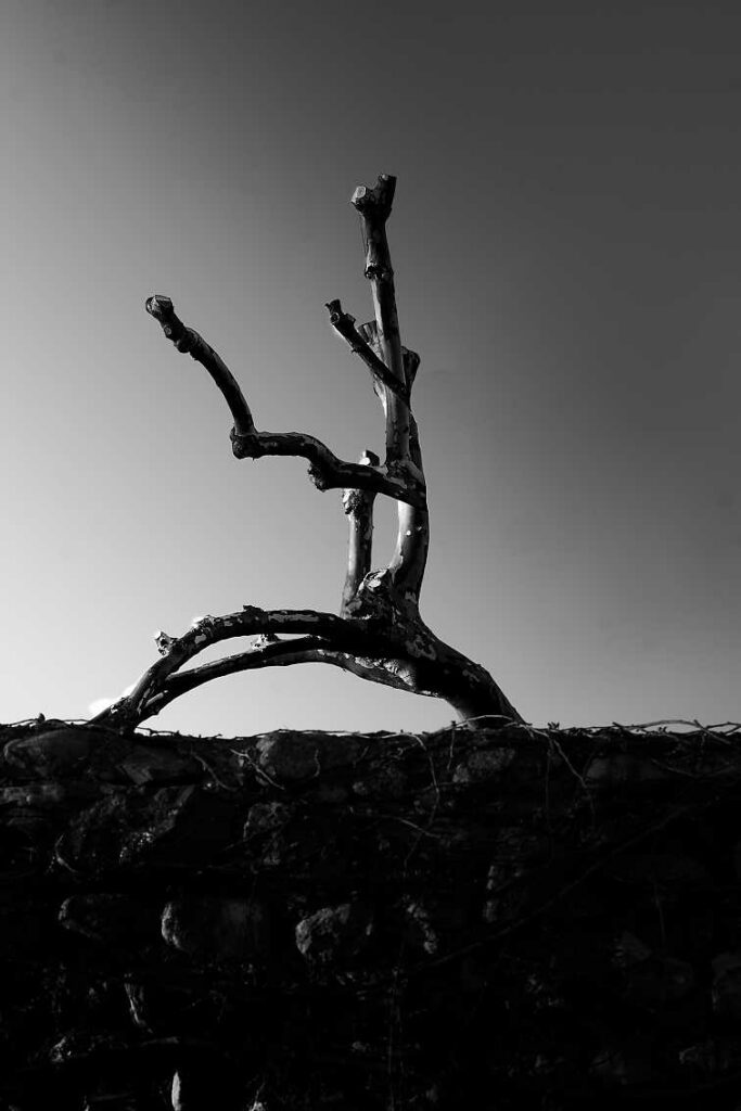 L'arbre mort des astries